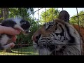 Enzo the tiger reacts to baby kitten !