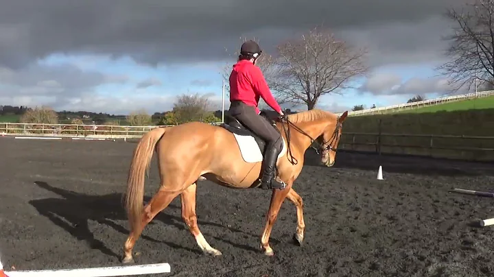 Julie Lees riding Goldquest - November - BD Elem 42