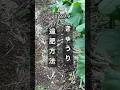 【大切な追肥】きゅうりへの追肥方法 #きゅうり栽培