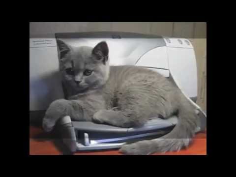 Cat vs. Printer