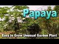 Grow a papaya tree  an easy quick growing annual tree