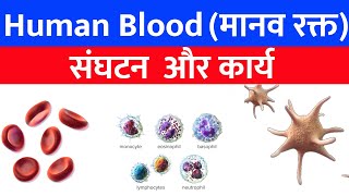 Bloodcomponents And Function I Blood Composition I Component Of Blood I Scientech Biology