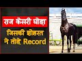 Raj Kesari Horse, जिस की शोहरत ने तोड़े रिकॉर्ड। Mitti