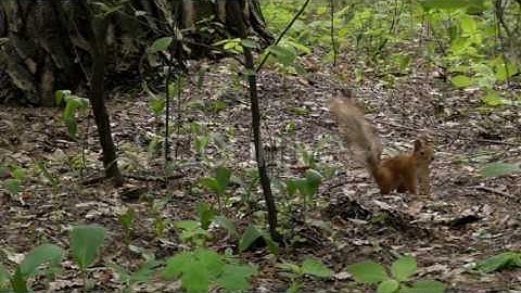 Squirrel Run and Jumping in Slow Motion.