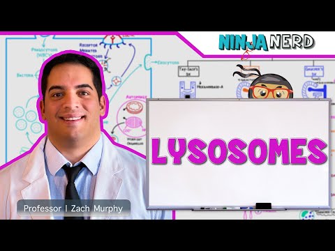 Video: Dab Tsi Yog Lysosomes