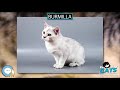 Burmilla 🐱🦁🐯 EVERYTHING CATS 🐯🦁🐱 の動画、YouTube動画。