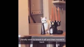 Cat moves vase to knock it off, gets caught and moves it back