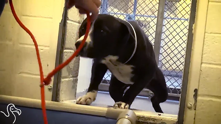 Dog Gets Adopted and Totally Loses It - DayDayNews