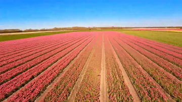 Flower fields of Holland