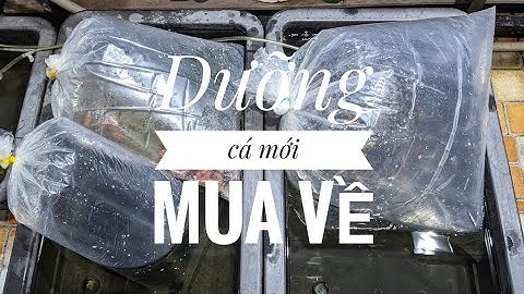 Fish 94: Cách dưỡng cá mới đơn giản, hiệu quả cho người mới bắt đầu