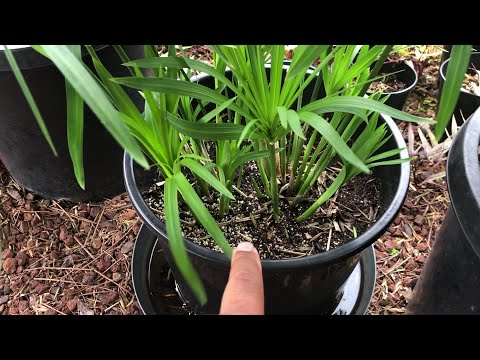 Video: Cyperus Papyrus. Péče, Kultivace, Reprodukce. Dekorativní Listnatý. Nemoci, škůdci. Zvlhčování Vzduchu. Květiny. Fotka