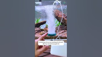 Máy bơm khí cho bể cá -  nhỏ gọn cực tiện lợi khi sử dụng #aquatic #shorts