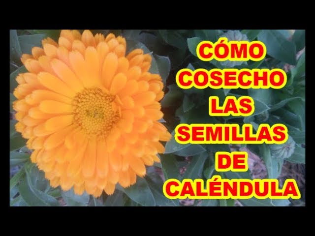 CALÉNDULA, CÓMO OBTENGO LAS SEMILLAS Y SUS BENEFICIOS (*._.*) 38 VIDEOLUNES  - YouTube