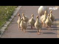 안산천 실세 거위팸이 매일 3km를 왕복했던 진짜 이유ㅣReason Why Geese Fam Makes 1.9 Mile Round Trip Every Day