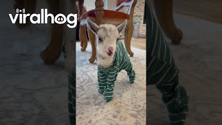 Baby Goat In Pajamas Loves Binky || ViralHog