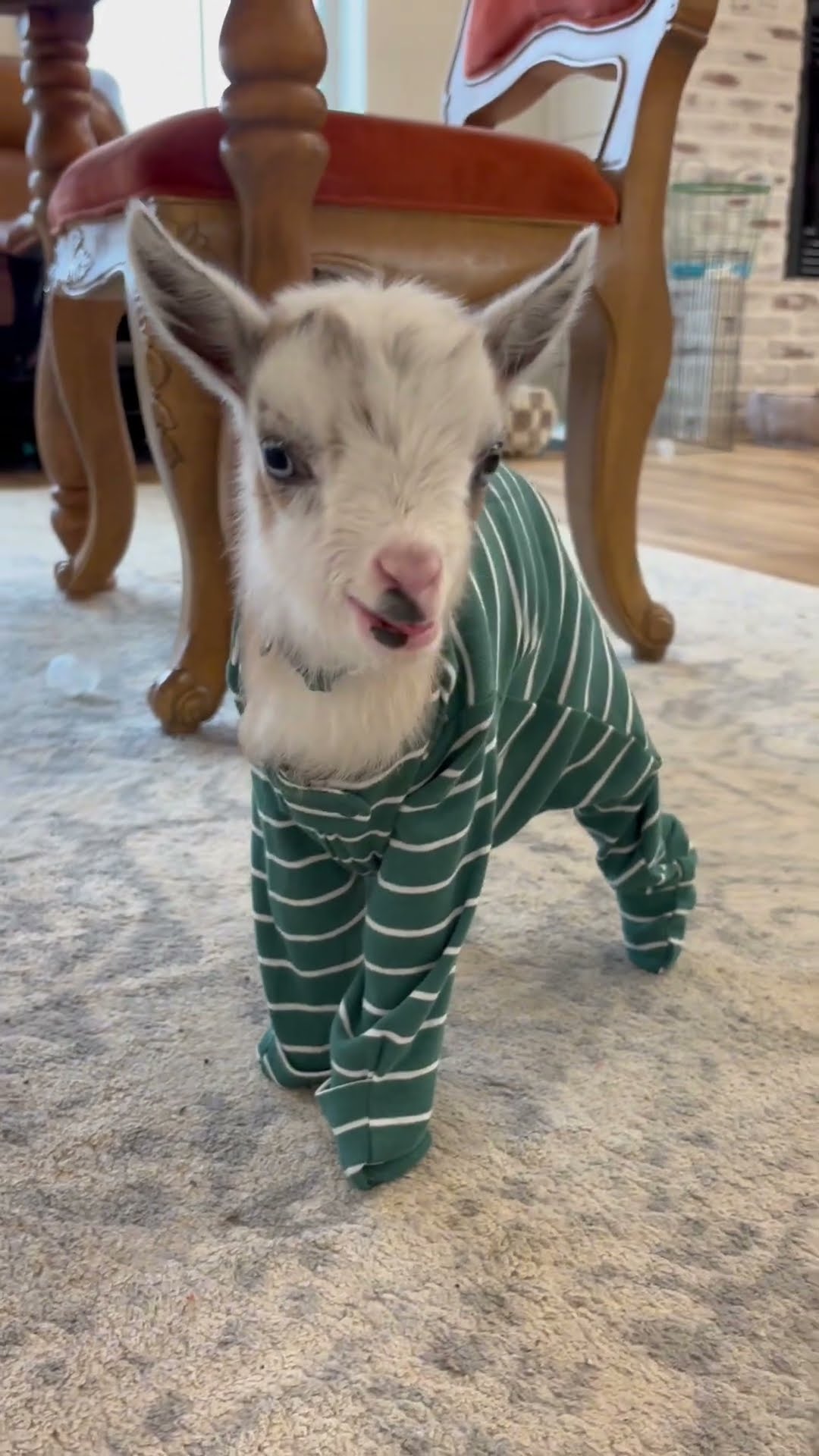 Baby Goat In Pajamas Loves Binky || ViralHog