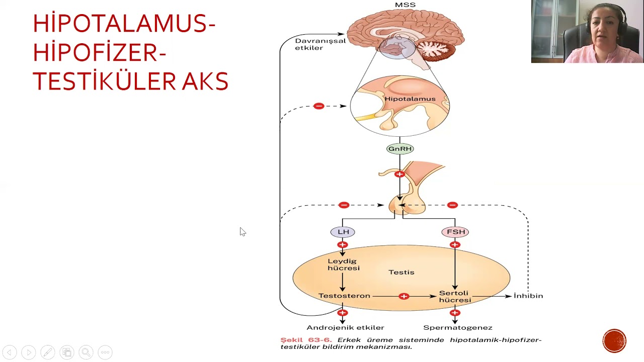 Erkek üreme fizyolojisi ve hormonları