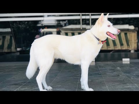 Video: Ushqim Qensh Terapeutik: A Po E Ushqeni Qenin Tuaj Të Sëmurë Me Llojin E Duhur Të Ushqimit