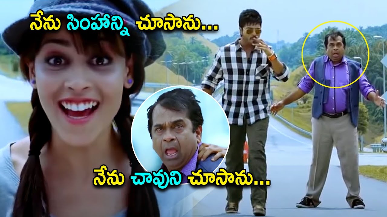 Ram Charan And Genelia's Hilarious Comedy Scene | Prakash Raj | Prabhu | Only Cinemalu