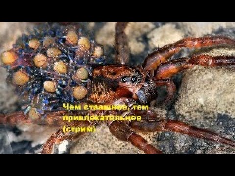 Видео: Чем страшнее, тем привлекательнее (стрим)