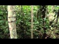 Human Planet  Jungles Part 1 HD)