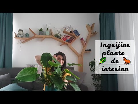 Video: Cum se numesc plantele mici?