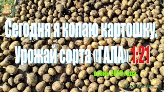 видео: С одного посаженного ведра собрали 21 ведро картофеля сорта  картинка: С одного посаженного ведра собрали 21 ведро картофеля сорта