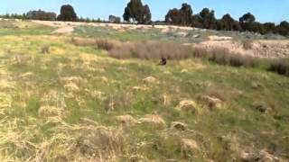 Pointer pup retrieving to hand