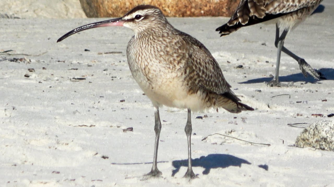 Pair of Whimbrels at Asilomar State Beach