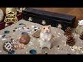 [NO ADS] CAT TV 🐭 The Timber Colony: 8 HOURS of Continuous Unscripted Foraging Footage