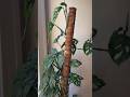 A Coconut Fiber Pole That Your  Climbing Plant Will Thank You For!
