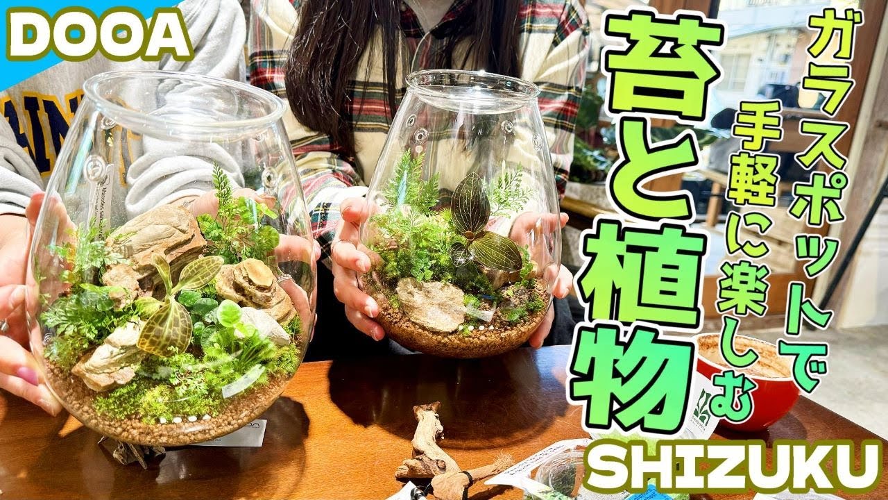 DOOA 展示ディスプレイ ADAview] How to make mini Paludarium with DOOA Glass Pot