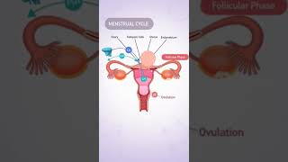 Meanstrual Cycle (part: 1/9) #menstrualcycle #usa #usashorts