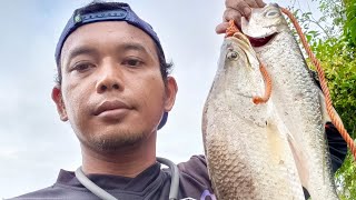 mancing kakap putih barramundi ⁉️muara sungai menggunakan umpan udang hidup