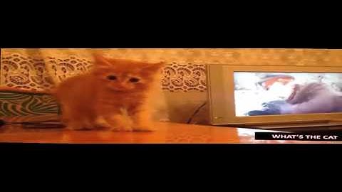 Funny Cat Compilation - Best Funny Cat Part 1 [Lazy Cat Studio]