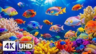 Aquarium 4K VIDEO ULTRA HD - Colorful Fish Swimming in Beautiful Coral Reef Paradise #23 screenshot 1