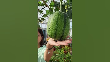 Kha kha, giống này giữ lại trồng hoài!!#nhatrangsadec #thuytrangsadec #trongrausanthuong