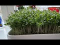 How To Make Sabzeh For Nowruz Persian New Year With Cress How To Grow Cress Fast And Easy