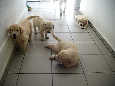 chiots golden retriever de 8 semaines - YouTube chiots golden retriever de 8 semaines - YouTube