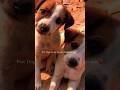 Cute puppies  street dog