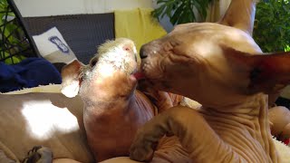 Sphynx Kittens & Guinea Pig Unbelievable Love  Video Will Make You Smile