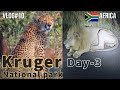 Lions  cheetahs on day3 of kruger wildlife safari  night safari satara rest camp  south africa