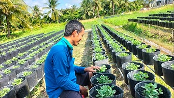 Thời điểm cách thức ngắt đọt cúc mâm xôi lần 2 (5 cơi). hoa Tết 2025