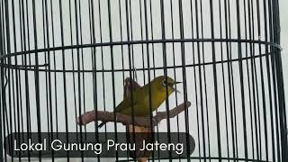 Download Lagu Pleci Lokal Gunung Prau Jawa tengah saat diembunin MP3