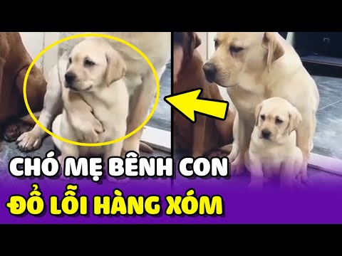 Video: Lý do tại sao một chú chó tiết sữa