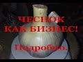 ЧЕСНОК КАК БИЗНЕС. Мой опыт. Технологическая карта, рентабельность и т.д. подробно.