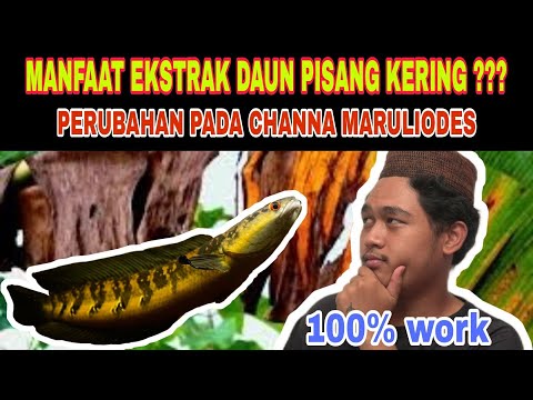 Video: Apa yang bisa saya gunakan untuk paket kering?