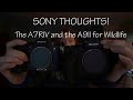 Sony Thoughts!  The a7rIV vs a9II for wildlife photography - is it worth upgrading?