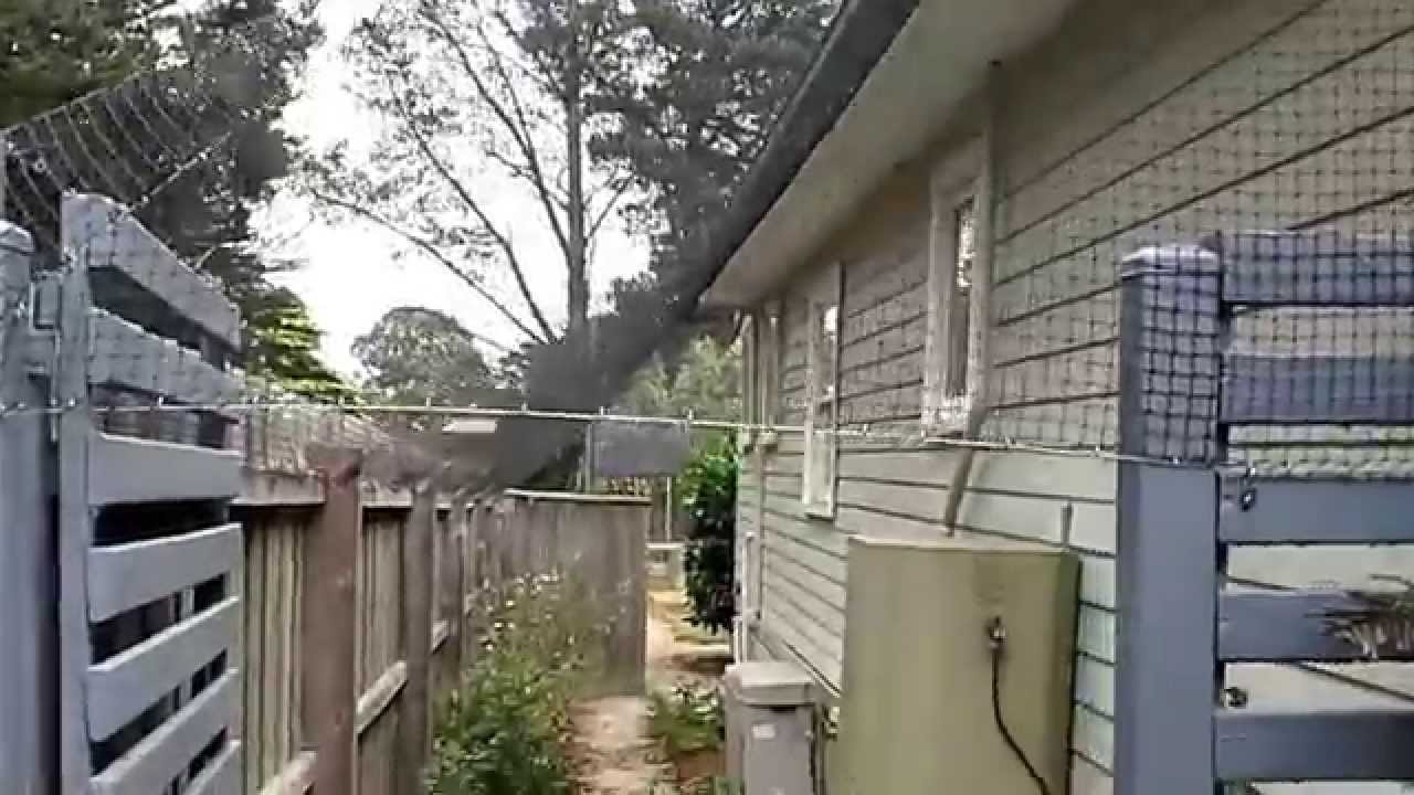 cat enclosure melbourne YouTube