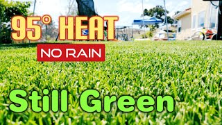 How I Use WAY LESS Water To Keep My Lawn Green In The Summer | Irrigation & Hydretain Tips